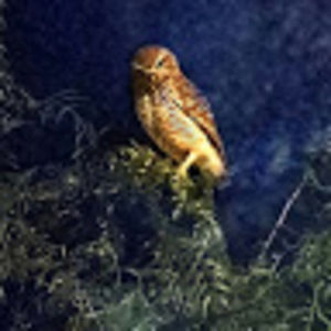 Meet your Posher, Yenko